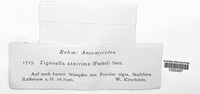 Kastanostachys aterrima image